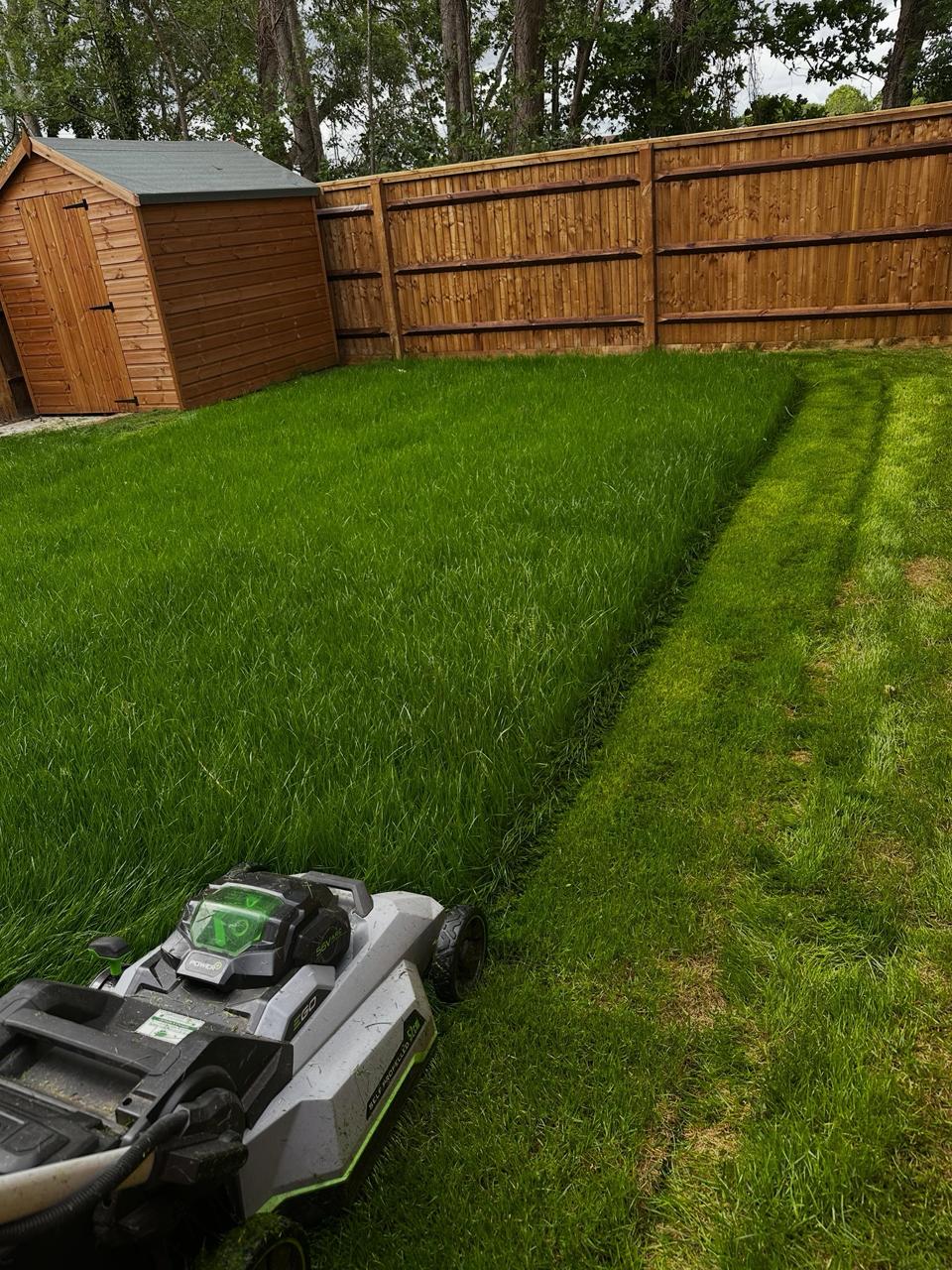 Freshly cut domestic garden lawn